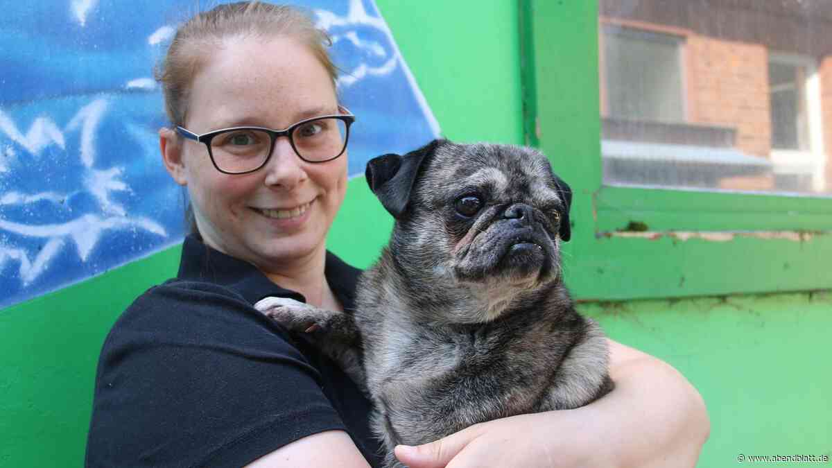 Geesthachter Tierheim feiert Sommerfest – mit einer Neuerung