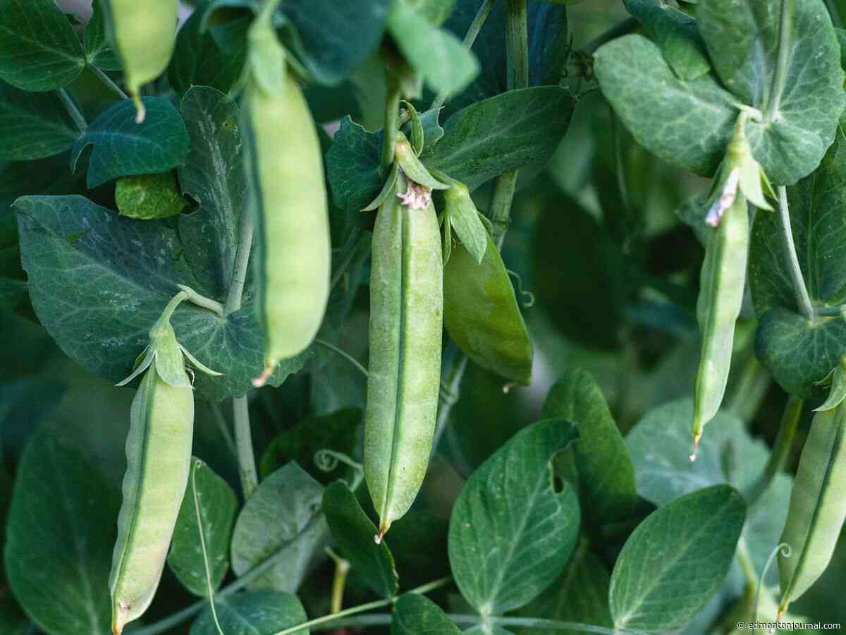 Growing Things: What's causing my peas to dry, and what can I do about it?