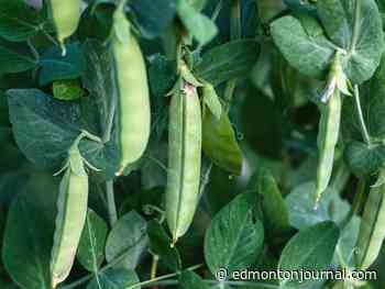 Growing Things: What's causing my peas to dry, and what can I do about it?