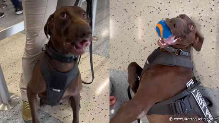 “Se porto della sostanze stupefacenti in aeroporto posso incontrarlo?”: tutti pazzi per Bolt, il cane antidroga che ha conquistato il web