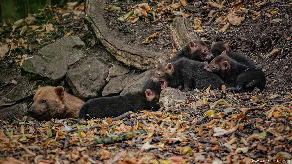 First glimpse of Chester Zoo's bush dog pups as they emerge from den