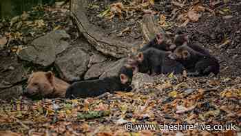 First glimpse of Chester Zoo's bush dog pups as they emerge from den