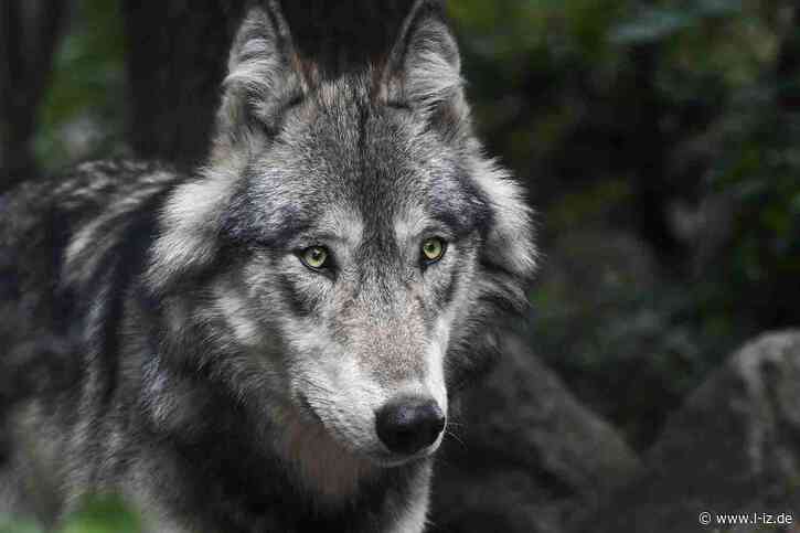 Wolfsrissen vorbeugen: Fachstelle Wolf rät zu verstärktem Herdenschutz