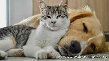 Pets feel happier in your home if you follow Cats Protection 'scent rule'