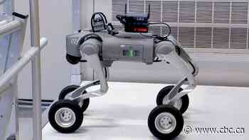 Robot dog lends a helping paw