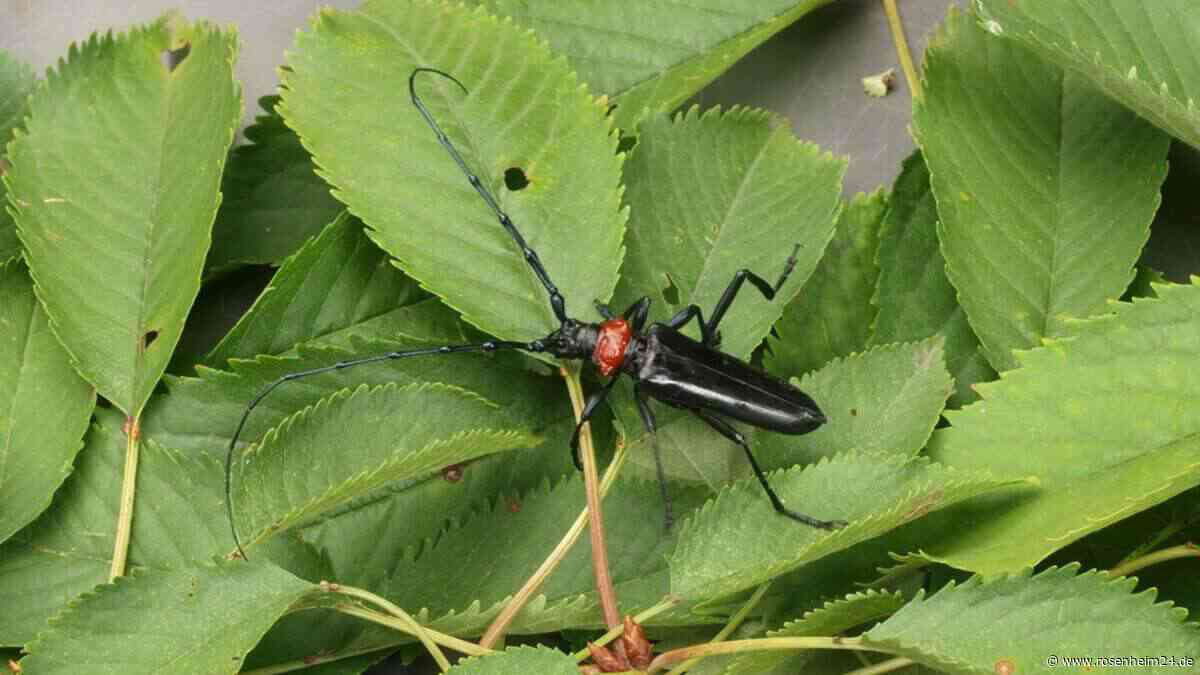Asiatischer Moschusbockkäfer: Neue Regelungen zur Bekämpfung im Raum Rosenheim