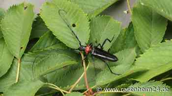 Asiatischer Moschusbockkäfer: Neue Regelungen zur Bekämpfung im Raum Rosenheim