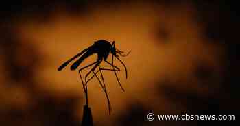 2 airport workers die of malaria from mosquito on plane in Germany