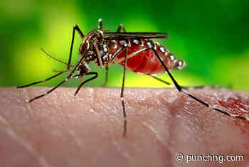 Two German airport workers die of malaria from mosquito on plane