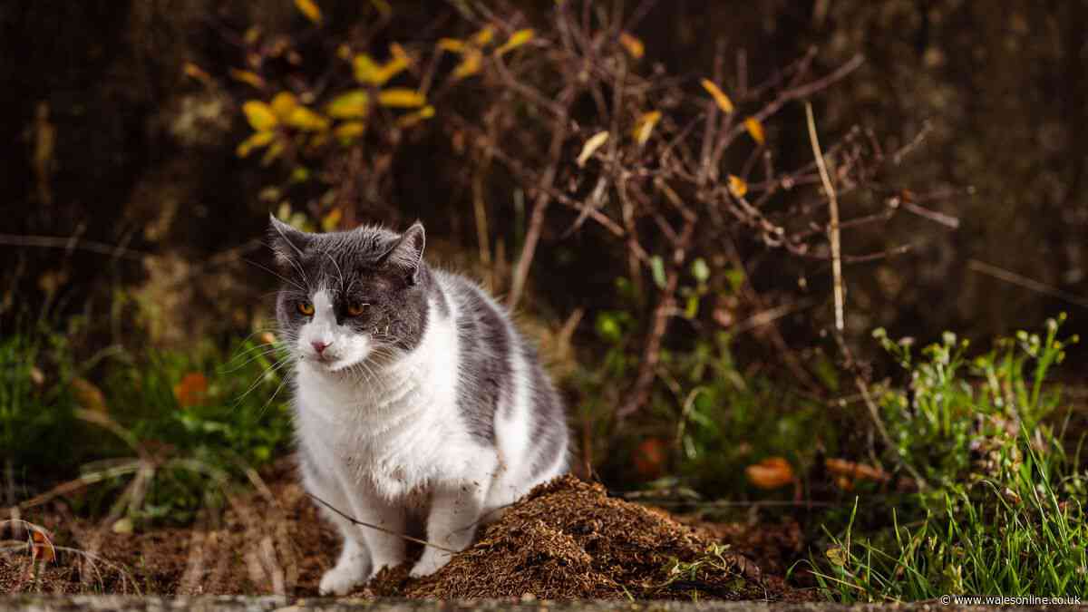 Your legal rights if a neighbour's cat keeps using your garden as a toilet