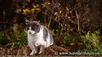 Your legal rights if a neighbour's cat keeps using your garden as a toilet