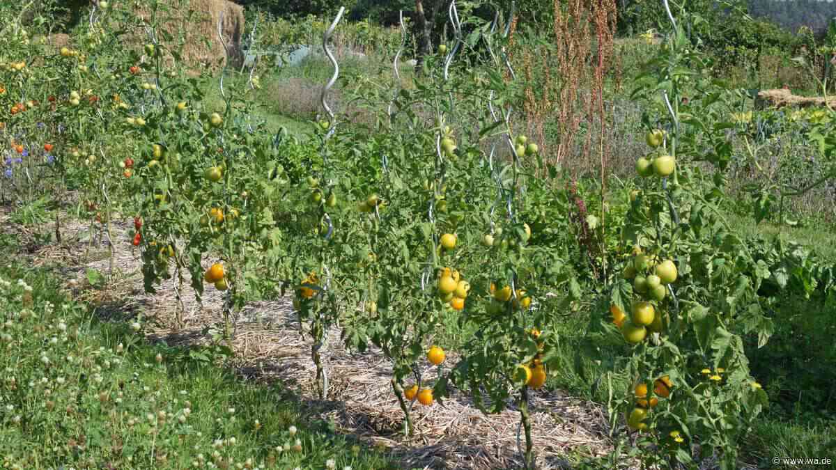 Jetzt nachlegen: Diese Gemüse brauchen vor dem Frost noch Dünger