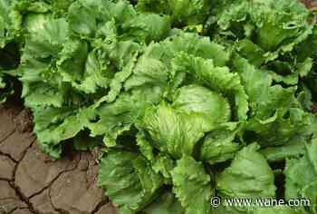 Officials tie cyclospora outbreak involving iceberg lettuce to 3 more states