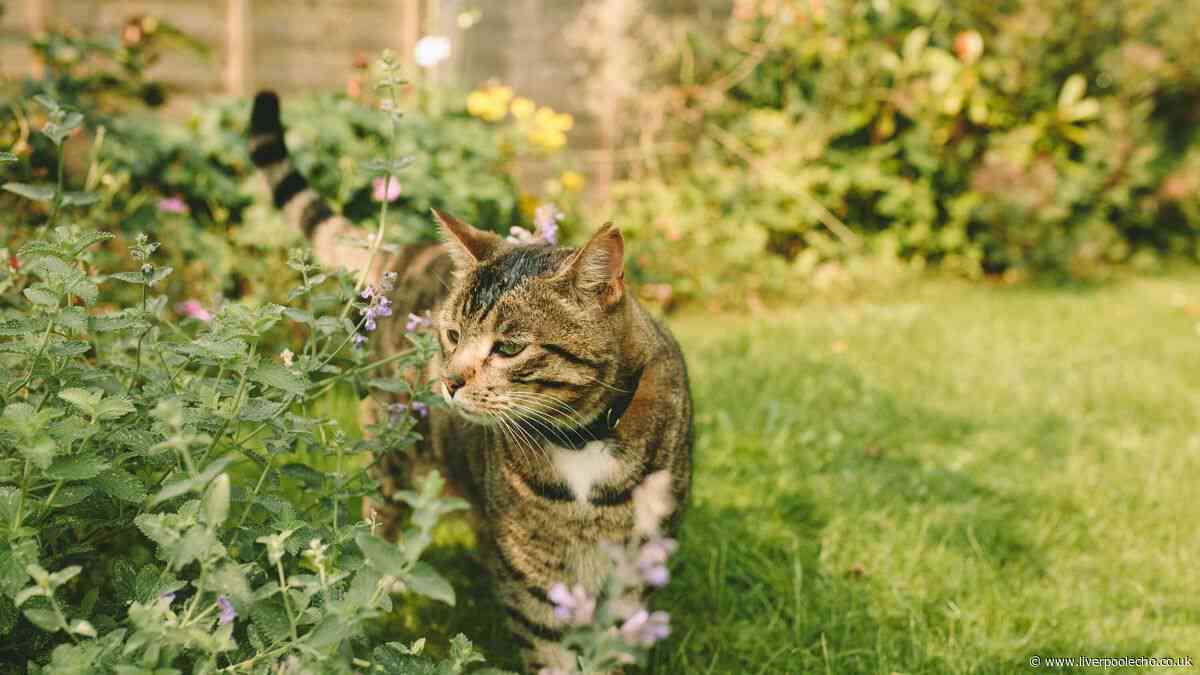 What to do if your neighbour’s cat keeps pooing in your garden — your legal rights