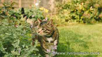 What to do if your neighbour’s cat keeps pooing in your garden — your legal rights