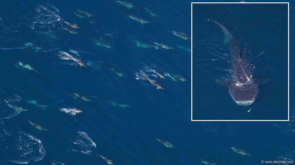 Shock gathering of 2,000 ocean predators off US coast reveals hidden extinction threat