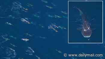 Shock gathering of 2,000 ocean predators off US coast reveals hidden extinction threat