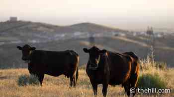 Trump moves to allow farmers, ranchers to process their own food