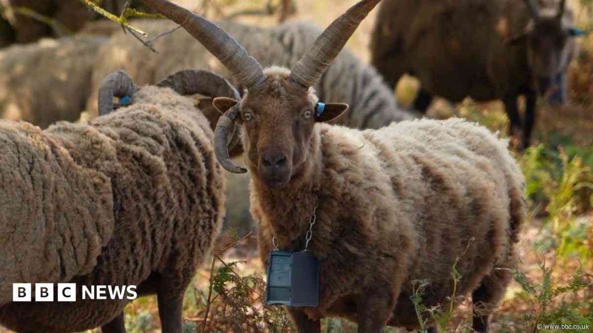 GPS collars making shepherds' lives 'much easier'