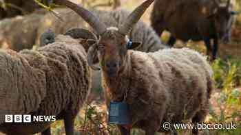 GPS collars making shepherds' lives 'much easier'