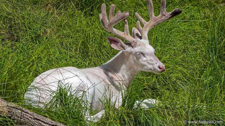 Viral nature video captures stunning albino deer in Wisconsin Northwoods, and it lives up to the hype