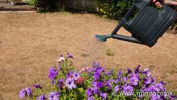 RHS issues warning to gardeners after record-breaking heatwave but says 'don't panic'