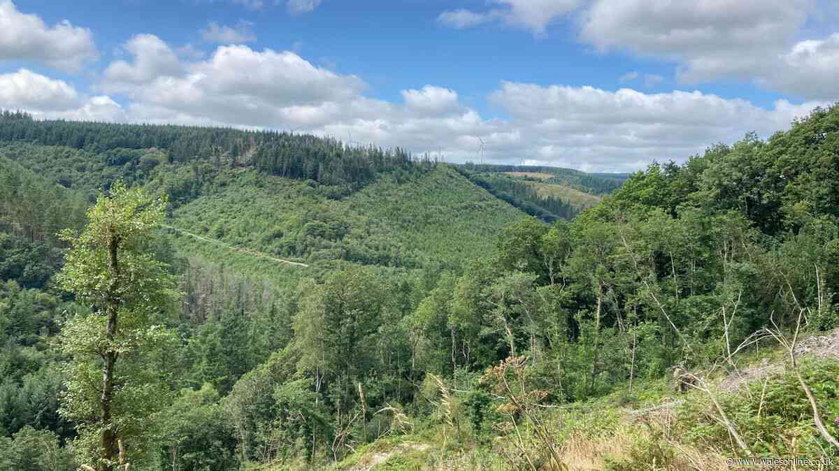 A giant mast will be installed in Brechfa Forest but then removed again