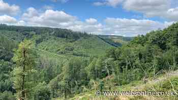 A giant mast will be installed in Brechfa Forest but then removed again