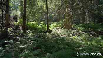 B.C. to pilot forestry model to assist industry, improve wildfire mitigation