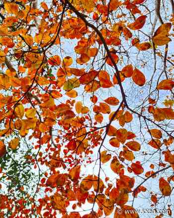Kristen's Classroom: When do leaves change colors in Texas?