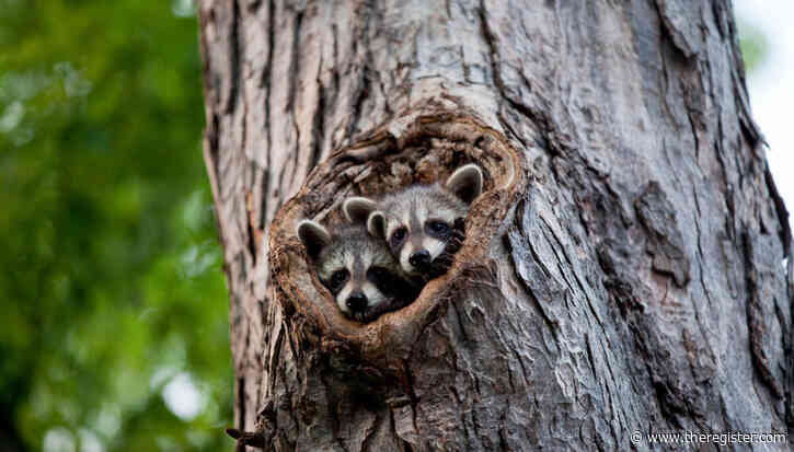 Keepers of Noble Numbats to be offered a Resolute Racoon: Ubuntu 26.04.1 is coming