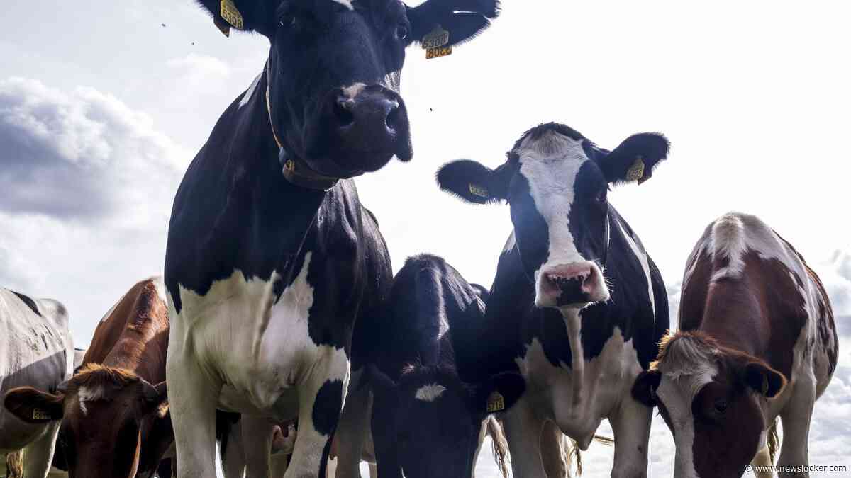 Overijssel test mogelijkheden om ammoniakuitstoot te verminderen
