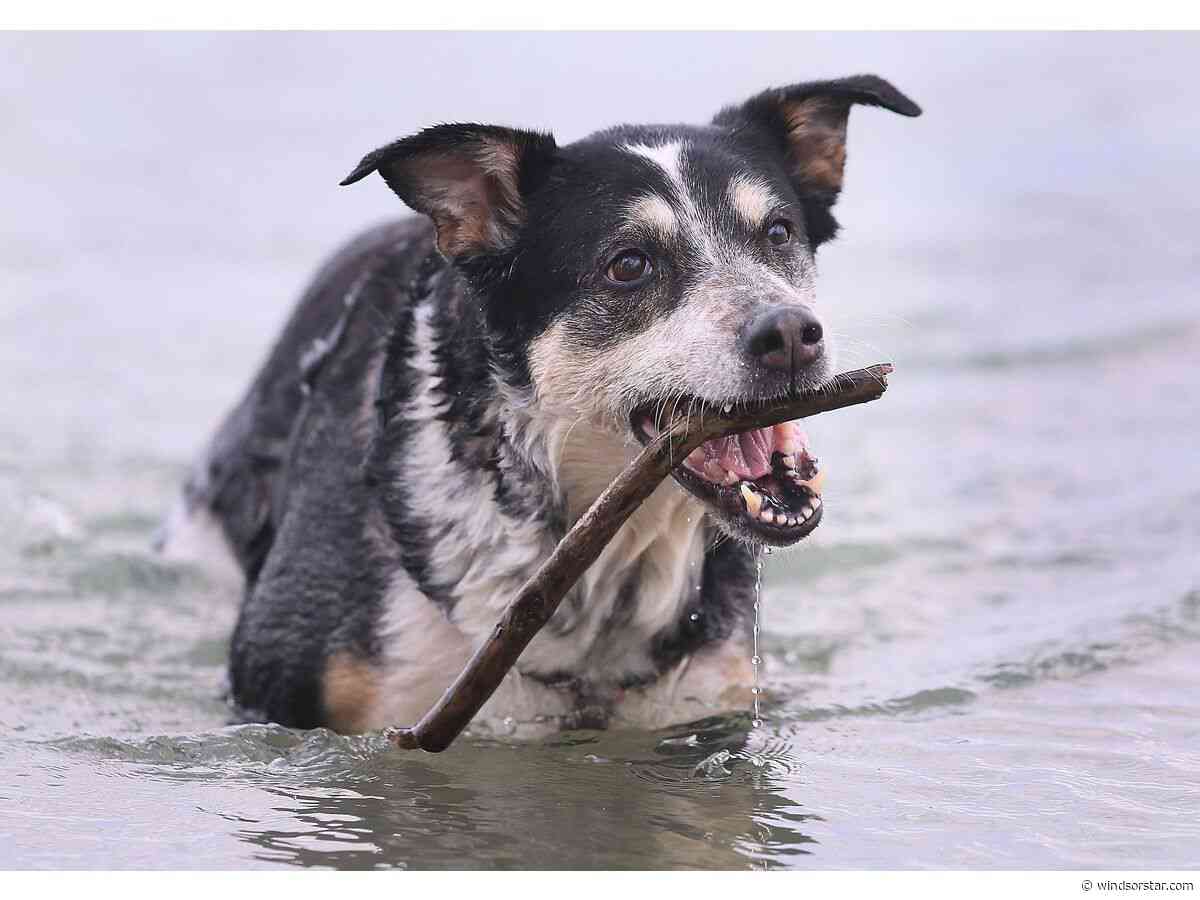 Windsor to host dog-themed carnival exhibition this fall