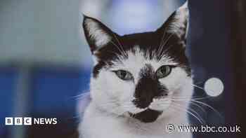 Cat with cult following at university dies