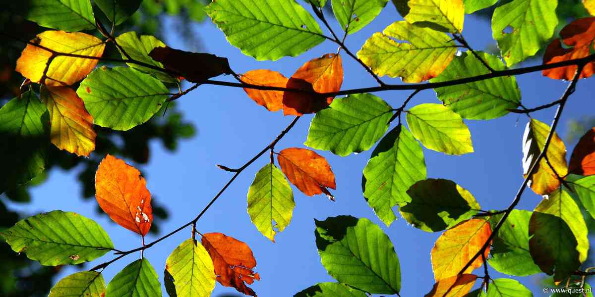 2026 heeft nu al een ‘valse herfst’, wat betekent dat voor ons en de natuur?