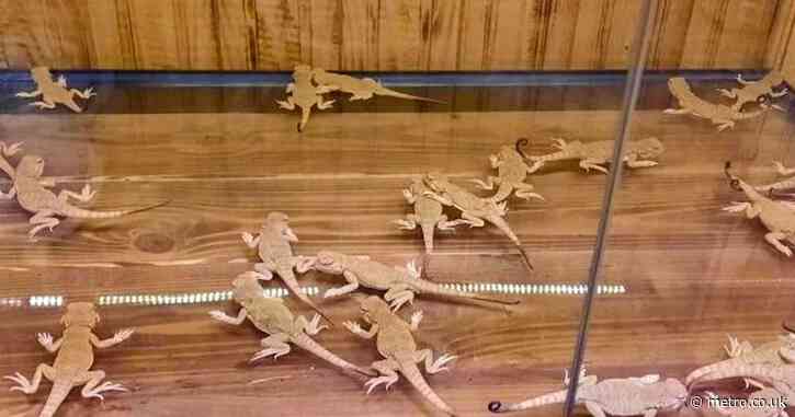 Woman caught trying to cross border with 116 reptiles stashed in her jacket