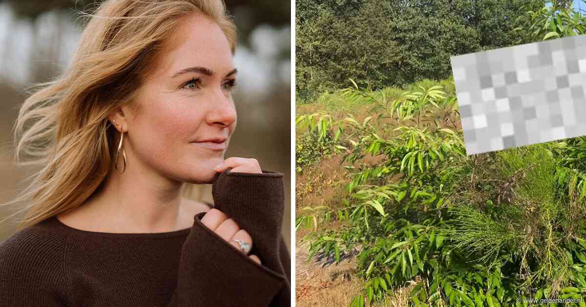 68-jarige Montferlander is mogelijk de man die Valerie in het bos zijn geslachtsdeel liet zien
