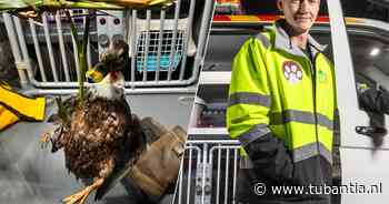 Dierenambulance slaat alarm na dertig meldingen: vishaak bijna fataal voor eend