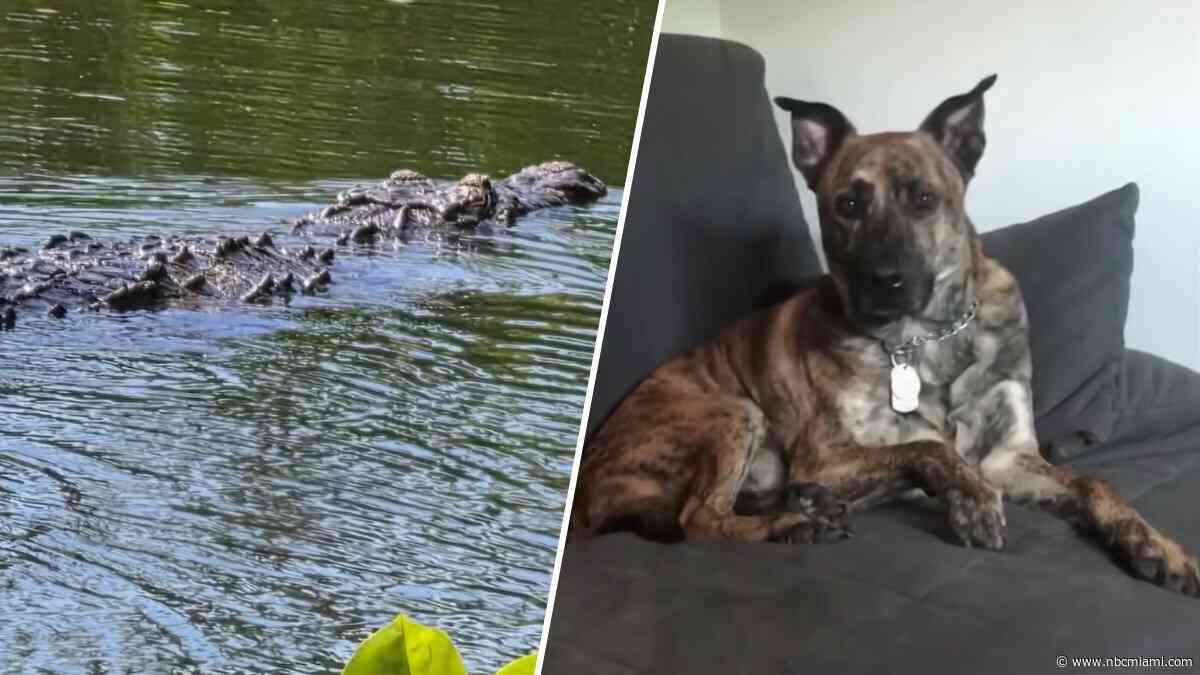 FWC searching for crocodile that attacked and killed South Miami family's dog