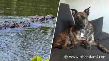 FWC searching for crocodile that attacked and killed South Miami family's dog
