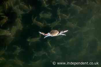 Scientists unleash army of octopuses to fight off blue crab invasion