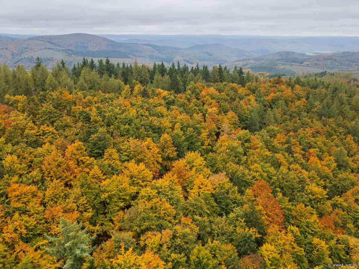 NRW-Wetter-Prognose: Wie trocken wird der Herbst?