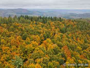 NRW-Wetter-Prognose: Wie trocken wird der Herbst?