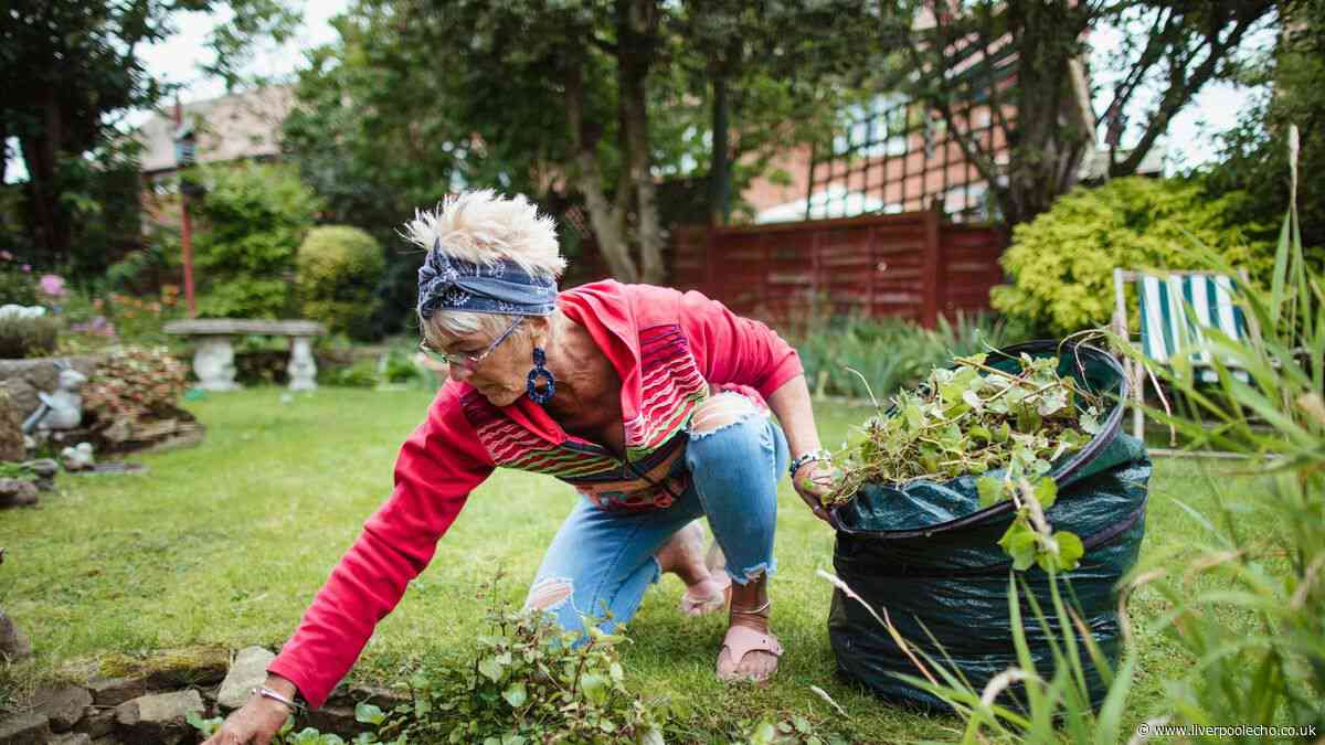 Get rid of weeds from your lawn with expert's method that's 'more effective' than vinegar