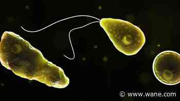 Rare 'brain-eating amoeba' infection leaves North Carolina teen critically ill