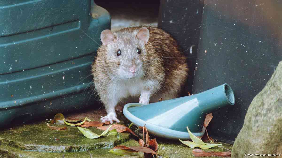 'Neighbour's garden attracts rats and pests - I want to know my legal rights'