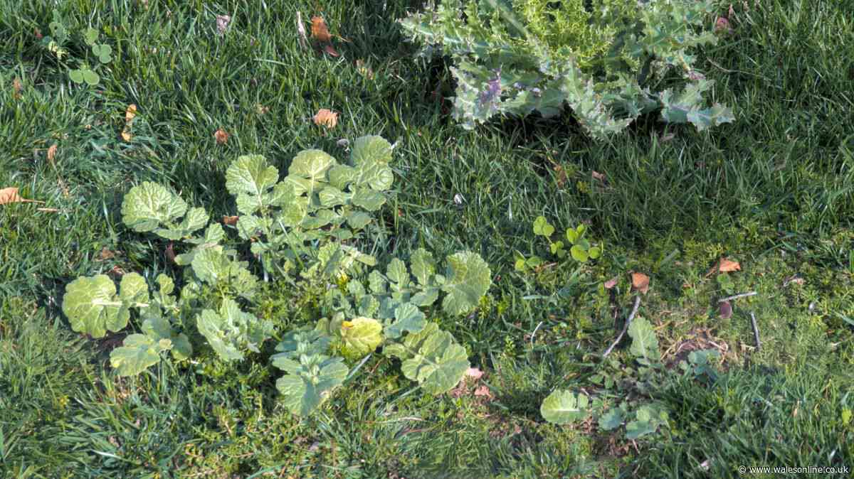 Remove weeds and keep them away for longer with natural tip - not vinegar
