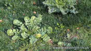 Remove weeds and keep them away for longer with natural tip - not vinegar