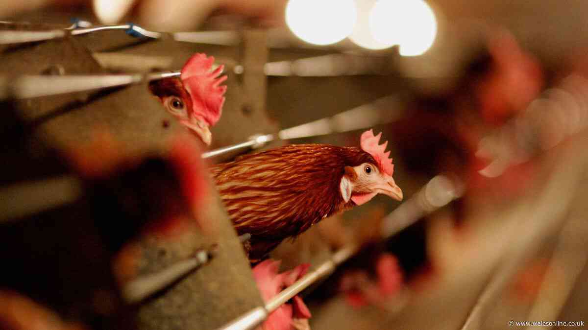 Welsh council orders chicken sheds to be torn down in planning row