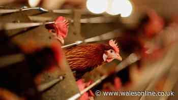 Welsh council orders chicken sheds to be torn down in planning row